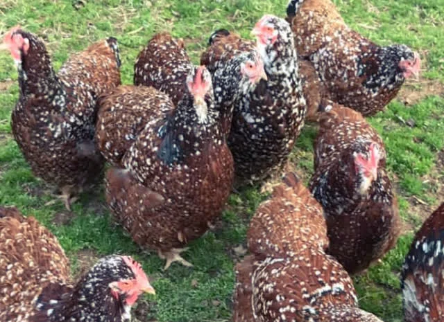 Яйце інкубаційне Орпінгтон, блакитний, фарфоровий, спліш- фото № 2