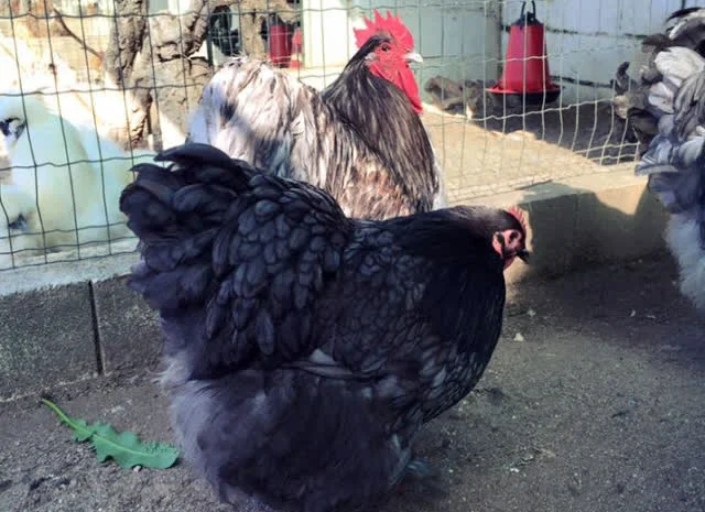 Яйце інкубаційне Орпінгтон, блакитний, фарфоровий, спліш- фото № 4