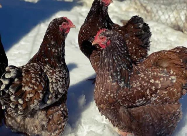 Яйце інкубаційне Орпінгтон, блакитний, фарфоровий, спліш- фото № 5