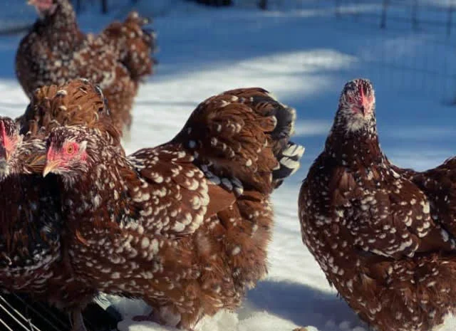 Яйце інкубаційне Орпінгтон, блакитний, фарфоровий, спліш- фото № 6