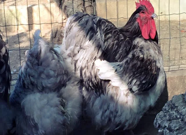 Яйце інкубаційне Орпінгтон, блакитний, фарфоровий, спліш- фото № 7