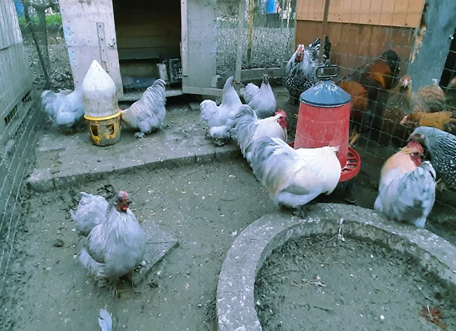 Кохінхін ізабелла, блакитний, лимон. Кури, курчата, яйце інкубаційне- фото № 1