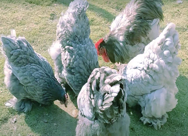 Кохінхін ізабелла, блакитний, лимон. Кури, курчата, яйце інкубаційне- фото № 2