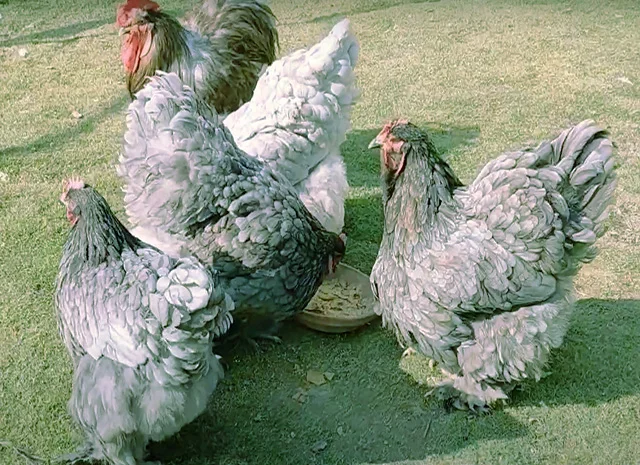 Кохінхін ізабелла, блакитний, лимон. Кури, курчата, яйце інкубаційне- фото № 3