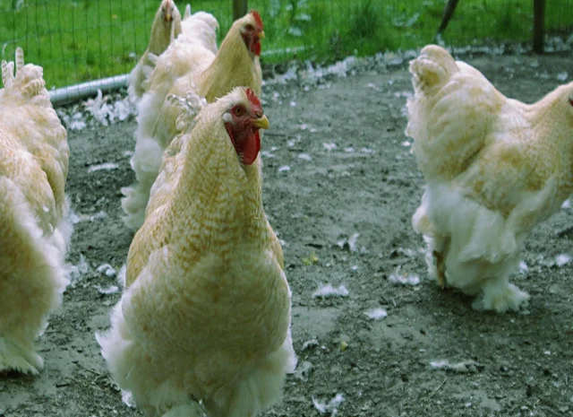 Кохінхін ізабелла, блакитний, лимон. Кури, курчата, яйце інкубаційне- фото № 5