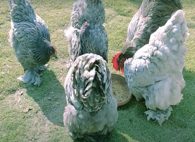 Кохінхін ізабелла, блакитний, лимон. Кури, курчата, яйце інкубаційне- фото № 7