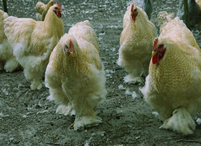 Кохінхін ізабелла, блакитний, лимон. Кури, курчата, яйце інкубаційне- фото № 8