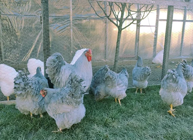 Віандот біле золото, лавандовий, білий.Кури, курчата, яйце інкубаційне- фото № 1