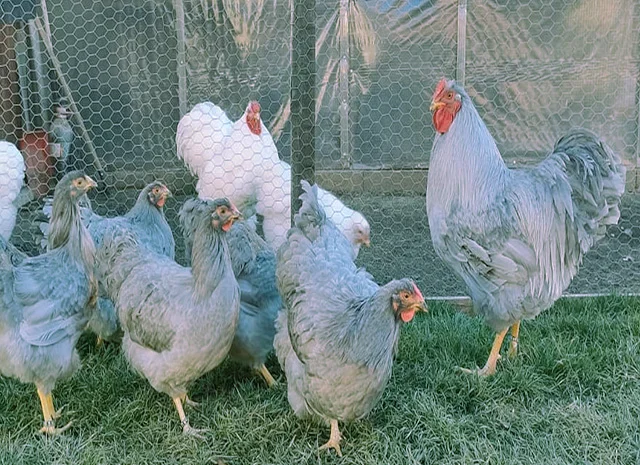 Віандот біле золото, лавандовий, білий.Кури, курчата, яйце інкубаційне- фото № 2