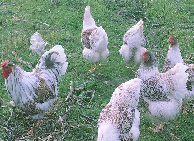 Віандот біле золото, лавандовий, білий.Кури, курчата, яйце інкубаційне- фото № 3