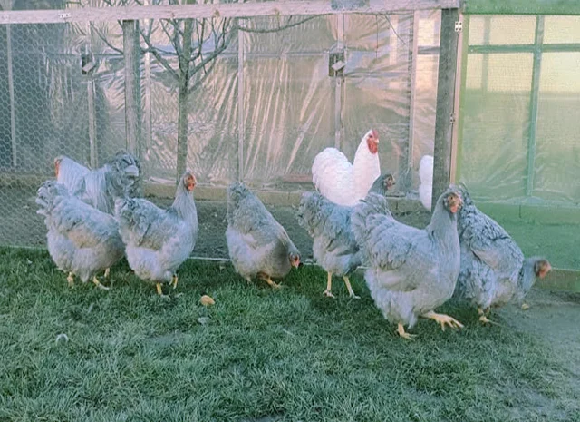 Віандот біле золото, лавандовий, білий.Кури, курчата, яйце інкубаційне- фото № 4