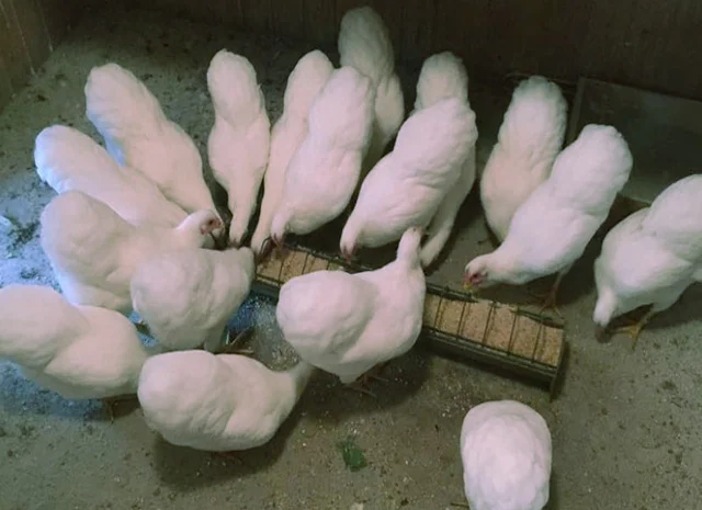 Віандот біле золото, лавандовий, білий.Кури, курчата, яйце інкубаційне- фото № 6