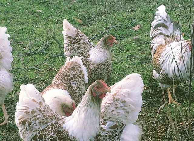 Віандот біле золото, лавандовий, білий.Кури, курчата, яйце інкубаційне- фото № 7