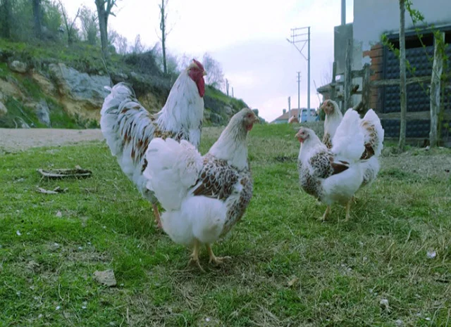 Віандот біле золото, лавандовий, білий.Кури, курчата, яйце інкубаційне- фото № 8