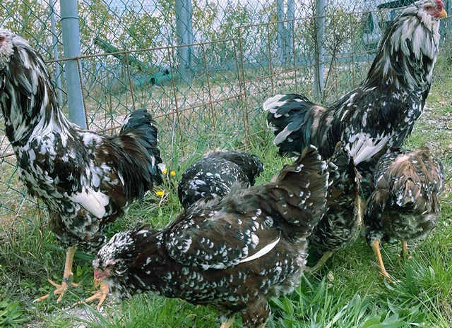 Орловська ситцева, смугаста, біла.Кури, курчата, яйце інкубаційне- фото № 1