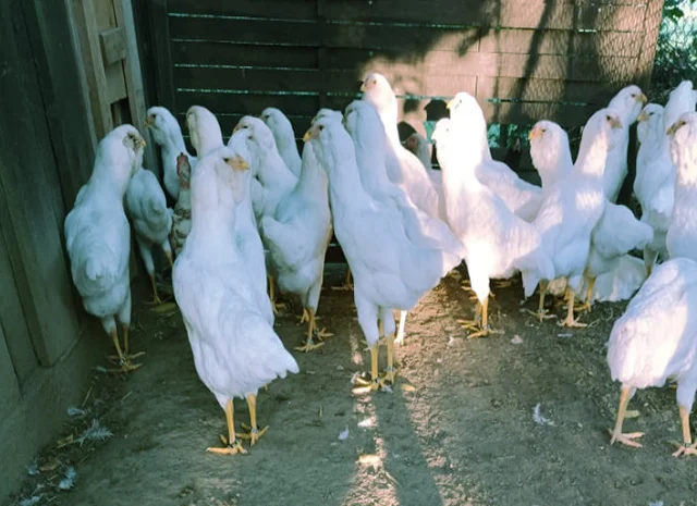 Орловська ситцева, смугаста, біла.Кури, курчата, яйце інкубаційне- фото № 2