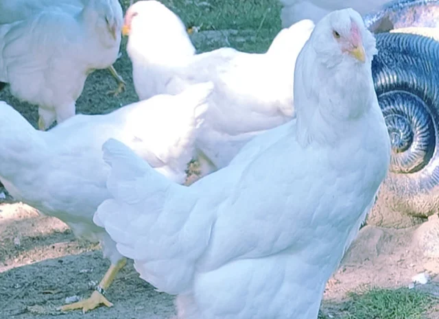 Орловська ситцева, смугаста, біла.Кури, курчата, яйце інкубаційне- фото № 3