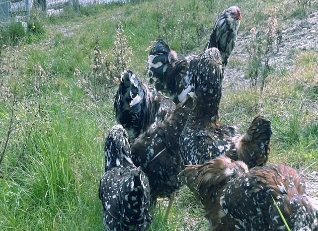 Орловська ситцева, смугаста, біла.Кури, курчата, яйце інкубаційне- фото № 4