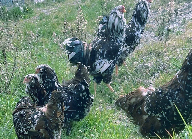 Орловська ситцева, смугаста, біла.Кури, курчата, яйце інкубаційне- фото № 6