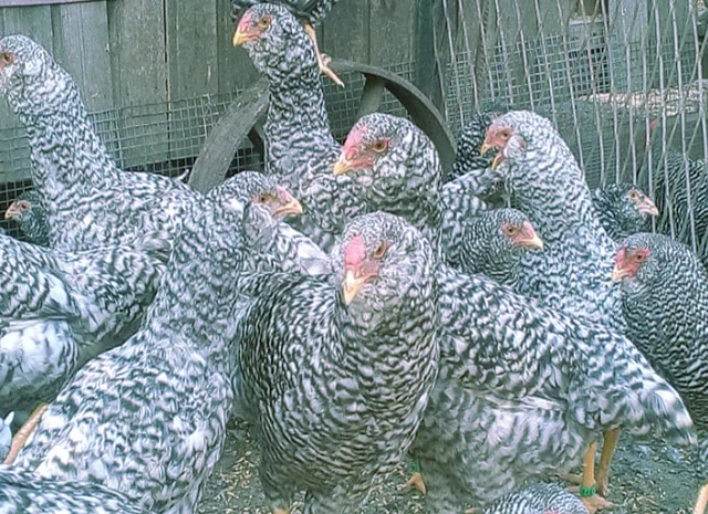 Орловська ситцева, смугаста, біла.Кури, курчата, яйце інкубаційне- фото № 7