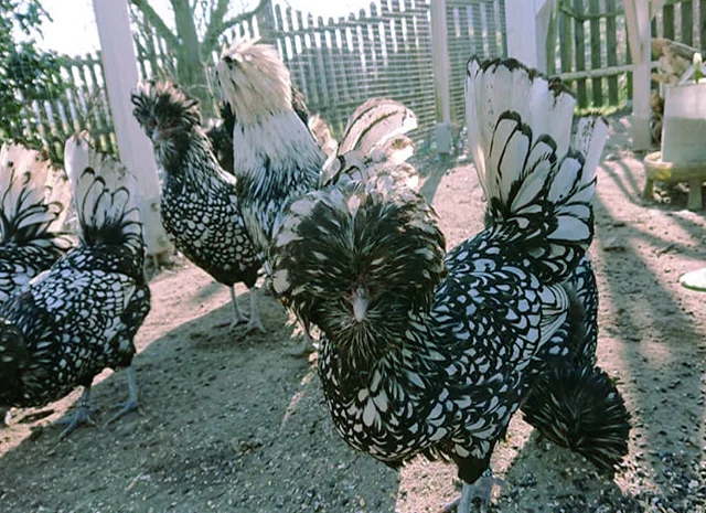 Падуан золото, біле золото, срібло, толбут.Курчата, яйце інкубаційне- фото № 1