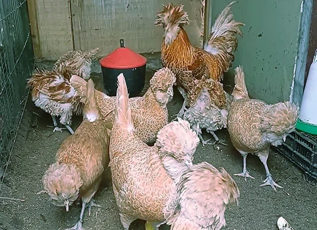 Падуан золото, біле золото, срібло, толбут.Курчата, яйце інкубаційне- фото № 3