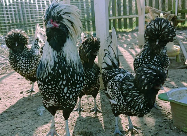 Падуан золото, біле золото, срібло, толбут.Курчата, яйце інкубаційне- фото № 4