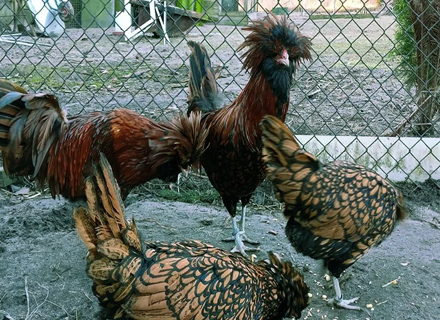 Падуан золото, біле золото, срібло, толбут.Курчата, яйце інкубаційне- фото № 5