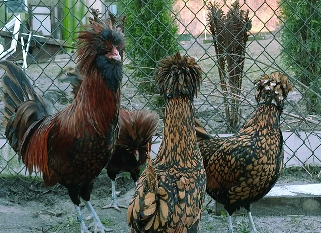 Падуан золото, біле золото, срібло, толбут.Курчата, яйце інкубаційне- фото № 6