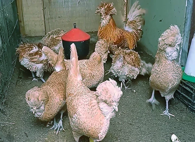 Падуан золото, біле золото, срібло, толбут.Курчата, яйце інкубаційне- фото № 7