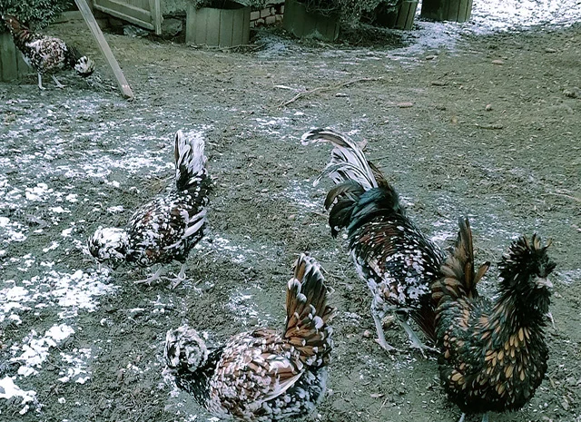 Падуан золото, біле золото, срібло, толбут.Курчата, яйце інкубаційне- фото № 8