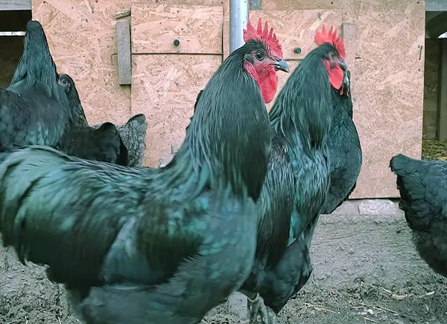 Джерсийский гигант сплиш, черный. куры, цыплята, яйцо инкубационное- фото № 3
