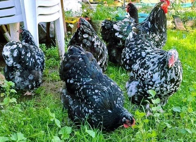 Орпінгтон мармуровий, спліш, білий. Кури, курчата, яйце інкубаційне- фото № 1