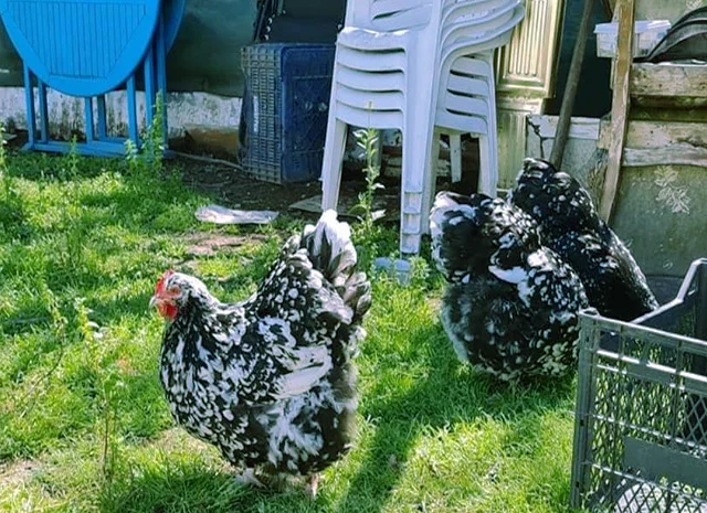 Орпінгтон мармуровий, спліш, білий. Кури, курчата, яйце інкубаційне- фото № 2