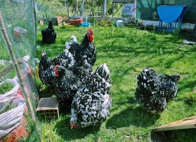 Орпінгтон мармуровий, спліш, білий. Кури, курчата, яйце інкубаційне- фото № 3