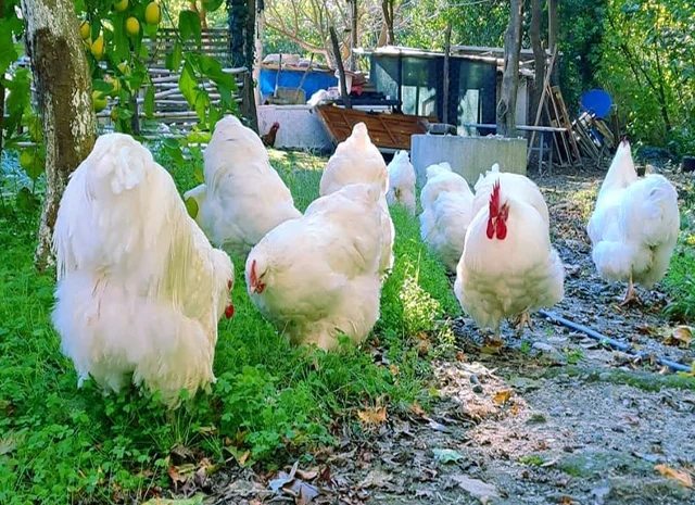 Орпінгтон мармуровий, спліш, білий. Кури, курчата, яйце інкубаційне- фото № 6
