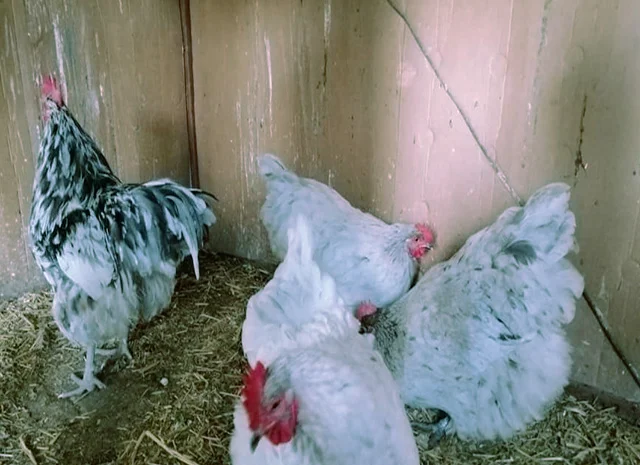 Орпінгтон мармуровий, спліш, білий. Кури, курчата, яйце інкубаційне- фото № 7