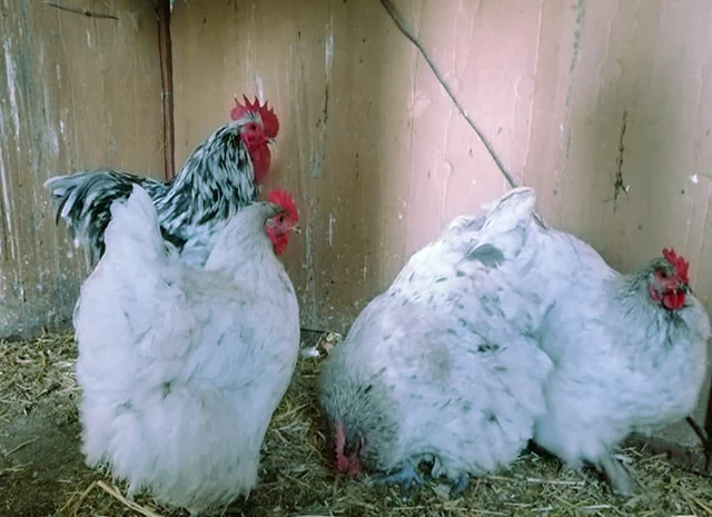 Орпінгтон мармуровий, спліш, білий. Кури, курчата, яйце інкубаційне- фото № 8
