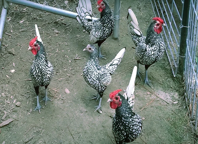 Сібрайт золото, срібло. Кури, курчата, яйце інкубаційне- фото № 1