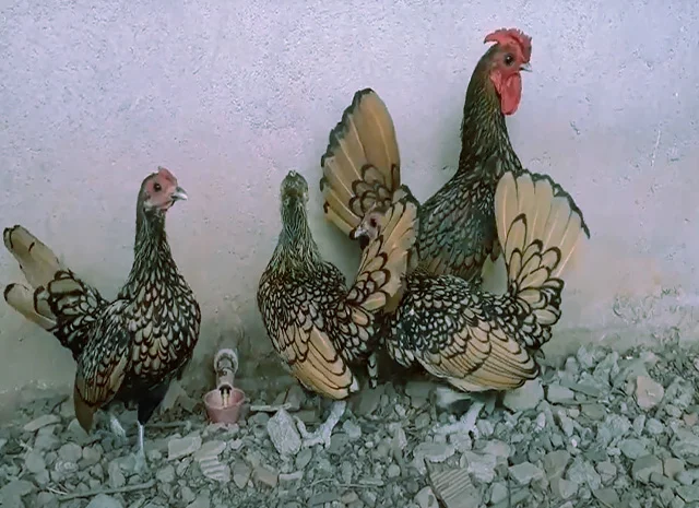 Сібрайт золото, срібло. Кури, курчата, яйце інкубаційне- фото № 2