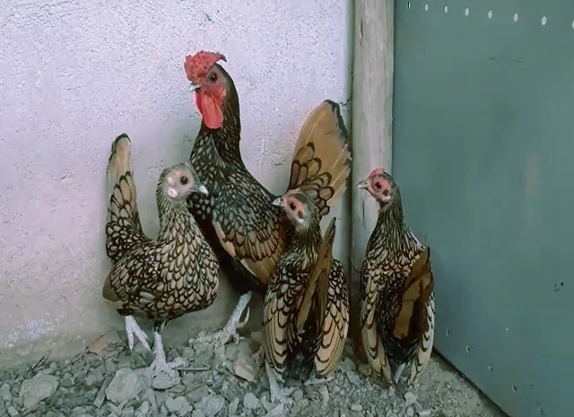 Сібрайт золото, срібло. Кури, курчата, яйце інкубаційне- фото № 3