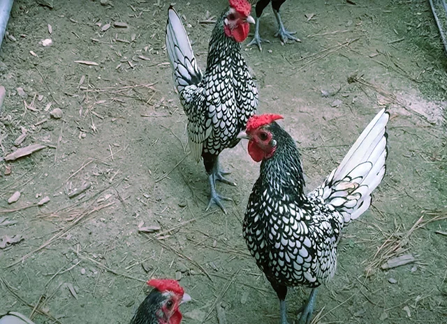 Сібрайт золото, срібло. Кури, курчата, яйце інкубаційне- фото № 4