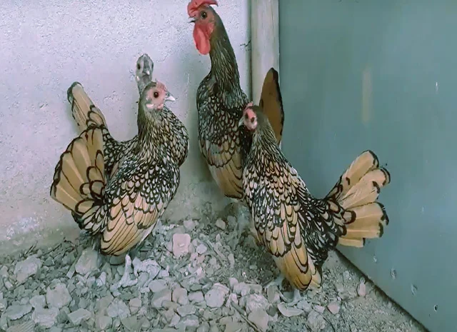 Сібрайт золото, срібло. Кури, курчата, яйце інкубаційне- фото № 5