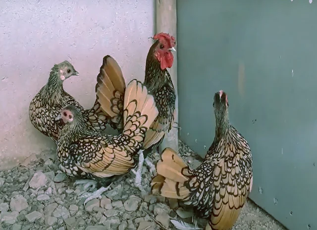 Сібрайт золото, срібло. Кури, курчата, яйце інкубаційне- фото № 6