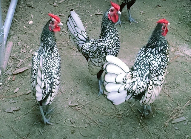 Сібрайт золото, срібло. Кури, курчата, яйце інкубаційне- фото № 8