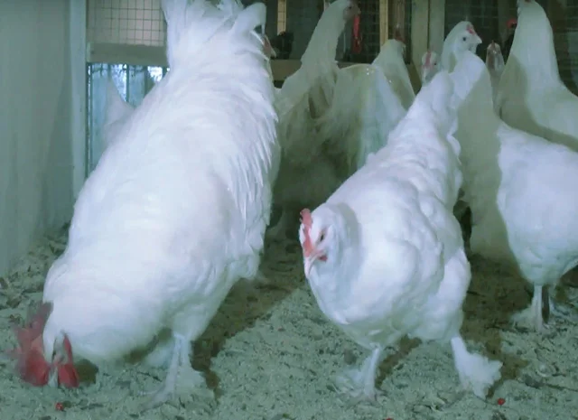 Мехеленська зозуля (Малин) смугастий, білий.Курчата, яйце інкубаційне- фото № 1