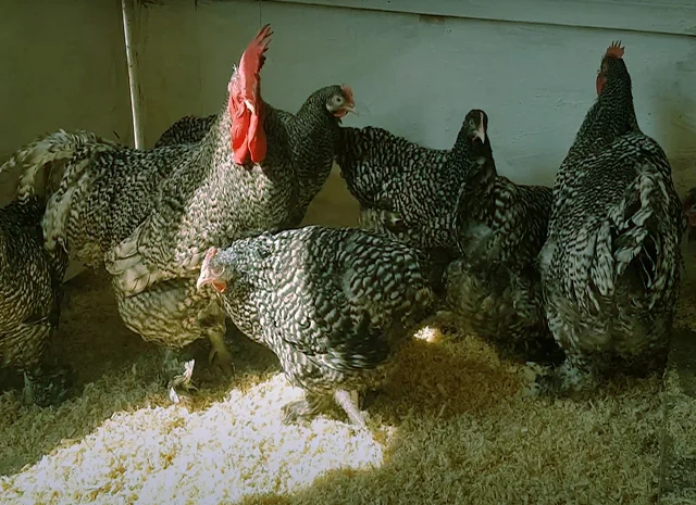 Мехеленська зозуля (Малин) смугастий, білий.Курчата, яйце інкубаційне- фото № 2