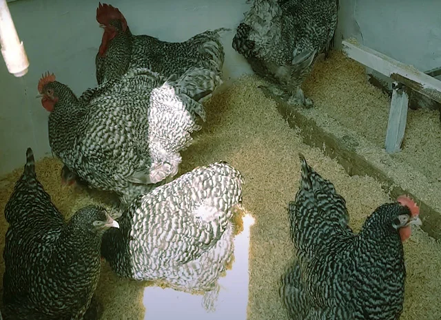 Мехеленська зозуля (Малин) смугастий, білий.Курчата, яйце інкубаційне- фото № 3