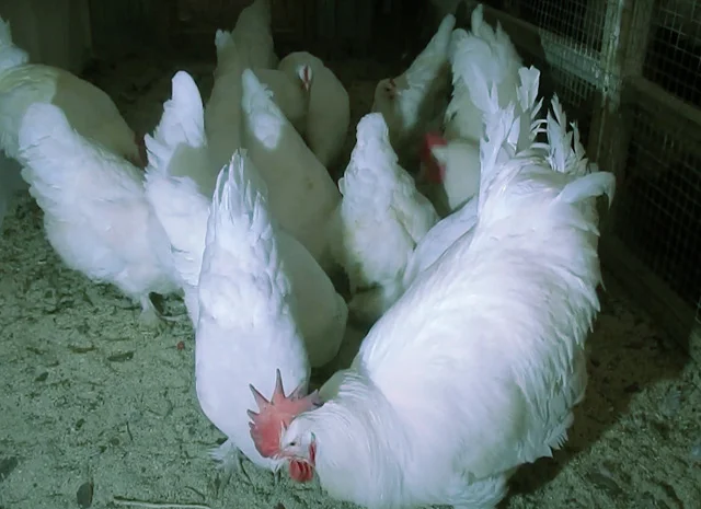 Мехеленська зозуля (Малин) смугастий, білий.Курчата, яйце інкубаційне- фото № 4