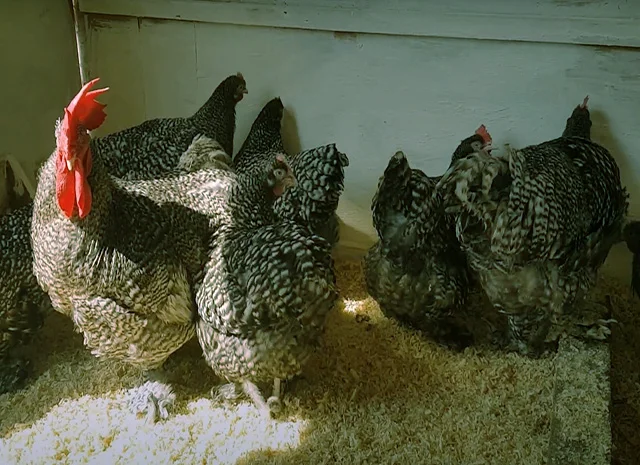 Мехеленська зозуля (Малин) смугастий, білий.Курчата, яйце інкубаційне- фото № 5